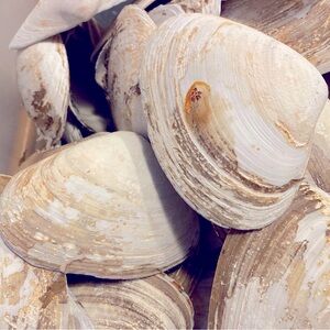 Set of Six Large Clam Shells for Crafting/Landscaping